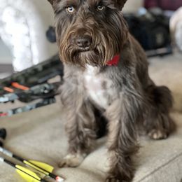Jack - Miniature Schnauzer