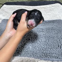 Orange - Tri-color male Bernedoodle puppy in Carmichaels, Pennsylvania from JensenBelle Doodles