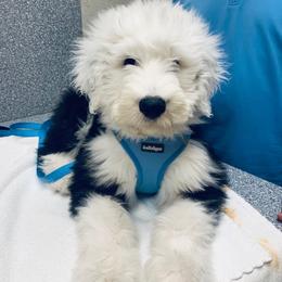 Old English Sheepdog Puppies from Yadah Sheepdogs