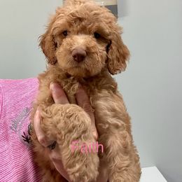 Goldendoodle Puppies from Lakeside Doodles