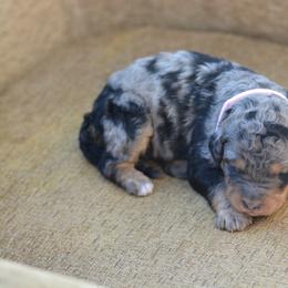 Pink collar female - Merle female Bernedoodle puppy in Scottsboro, Alabama from Dixie Land Doodles