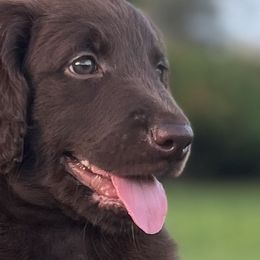 Charlie - Chocolate Goldendoodle puppy in Davie, Florida from Puppieskiss