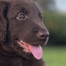 Charlie - Chocolate Goldendoodle puppy in Davie, Florida from Puppieskiss