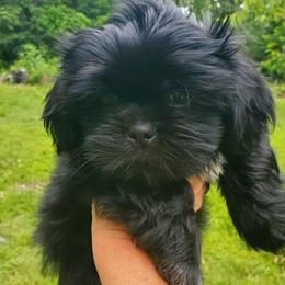 Kia - Black and white male Shih Tzu puppy in Crystal, Michigan from Hill Top shih-tzu
