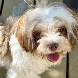 Goldendoodles, Morkies, and Poodles from Classy Curl Poodles, Morkies & doodles