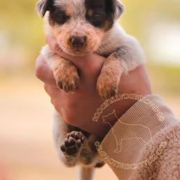 Amulet (ASDR) - Red speckled female Australian Cattle Dog puppy in Marana, Arizona from Impact 3rd Australian Cattle Dogs
