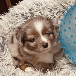 Gigi - Blue merle female Miniature Australian Shepherd puppy in Madisonville, Texas from Diamond R Aussies