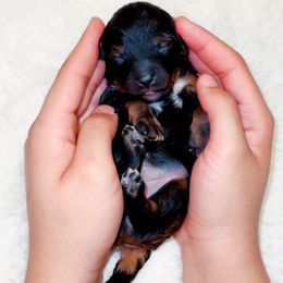 Scary Spice - Phantom female Goldendoodle puppy in Kissimmee, Florida from Poodle Doodle Kennels