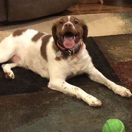 Bella - Brittany