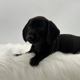 Mars - Black female Dachshund puppy in Illinois from Charmm Dachshunds