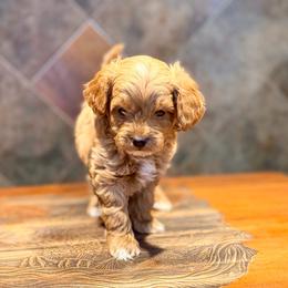 Lion - Apricot male Goldendoodle puppy in Bells, Texas from Partridge Doodles and Poodles