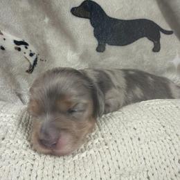 Tater - Dapple male Dachshund puppy in Chillicothe, Ohio from Brittney's Dachshunds