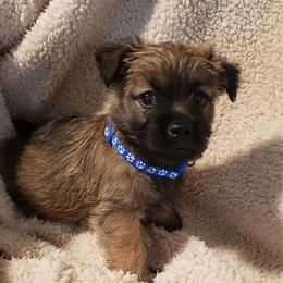 Fergus - Red brindle male Cairn Terrier puppy in Centerville, Texas from Cedar Forrest Terriers LLC (Cairns & Australian Terriers)