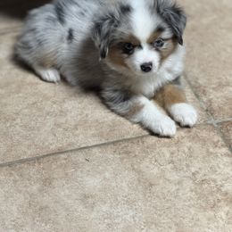 Lil Boy Blu - Blue merle male Miniature Australian Shepherd puppy in Madisonville, Texas from Diamond R Aussies