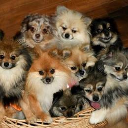 Pomeranians from Lollipoppoms