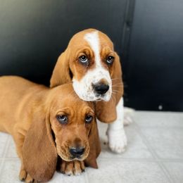Basset Hound Puppies from Central Kentucky Basset Hounds