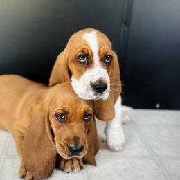 Basset Hound Puppies from Central Kentucky Basset Hounds
