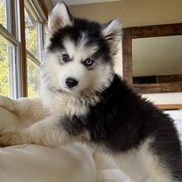 Lior - Black tan and white male Siberian Husky puppy in Woodlawn, Virginia from Delta Huskies