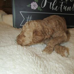 Goldendoodle and Poodle Puppies from David & Patricia Elliott