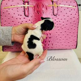 Blossom - Black & tan tri-color female Morkie puppy in Deltona, Florida from Pink Purse Designer Breeds