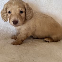 Milo - Cream male Dachshund puppy in Bentonville, Arkansas from T & D Dachshunds by design
