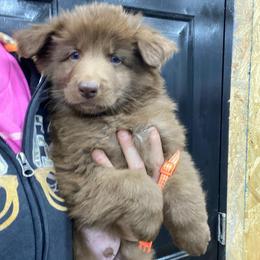 Orange collar - Liver male German Shepherd puppy in Pelham, North Carolina from P & P Shepherds