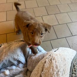 Girl 6 - Red female Border Collie puppy in Oroville, California from Coalcyn Kennels