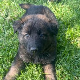 Ms. Teal - Sable female German Shepherd puppy in Berlin, Wisconsin from Gypsy Miracle Kennels
