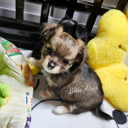 Tinker - Black sabled fawn male Chihuahua puppy in Ponca City, Oklahoma from Bliss Acres Farm