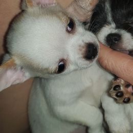 Boy 1 - White male Chihuahua puppy in Oklahoma City, Oklahoma from Teacup Chihuahuas and Friends