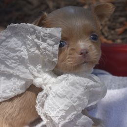 Josie - Blue fawn Chihuahua puppy in Gloucester, Virginia from Charlotte's Web of Chihuahuas
