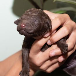 White - Brown female Poodle puppy in Palmetto, Georgia from Renders Poodles