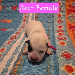 Roo - Blue female Australian Cattle Dog puppy in Prescott Valley, Arizona from KS Cattle Dogs