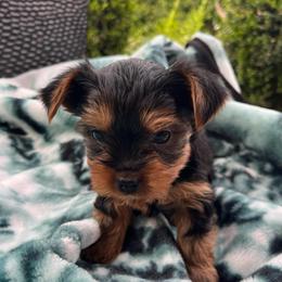 Tommy - Black and tan male Yorkshire Terrier puppy in Kennewick, Washington from Lisa’s Little Yorkies