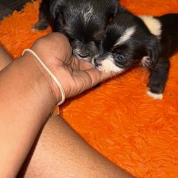 Shorkie Puppies from Sharlena Henderson
