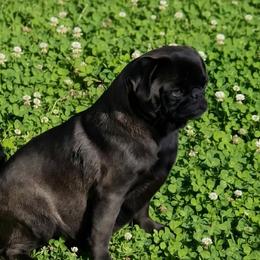 Saga - Pug