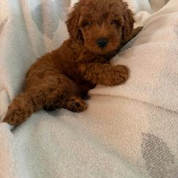 Male 1 - Red  male Poodle puppy in Southwest Ranches, Florida from Herringbone ‘s Poodles