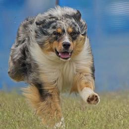 Dachshunds and Miniature American Shepherds from Heather's Mini Aussies