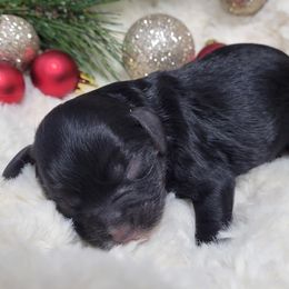 Aussiedoodle, Cavapoo, and Poodle Puppies from B&M Cottonwood Canines