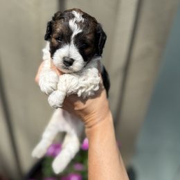 Cavapoo puppies from Lynn's Goldens