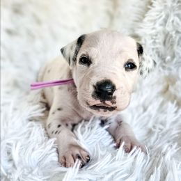 Shanti - White and black female Dalmatian puppy in Gray, Georgia from Fuller Spots