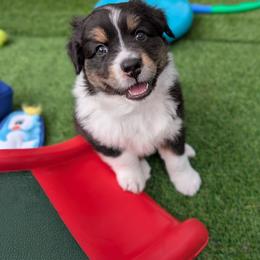Cannonball - Black tri-color male Australian Shepherd puppy in Rhode Island from Ocean Cliff Aussies