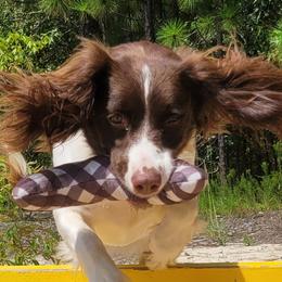 Tori - English Springer Spaniel