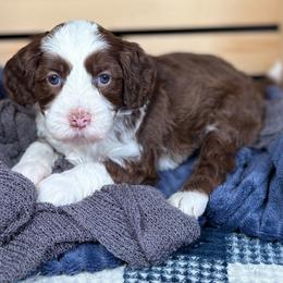 Charger - Chocolate male Australian Labradoodle puppy in Decatur, Alabama from Southern Meadows Doodles