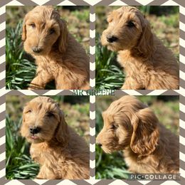 Goldendoodle Puppies from The Poodle Plantation