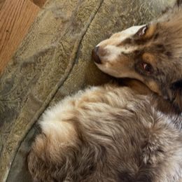 Australian Shepherds and Goldendoodles from Anglin Doodles
