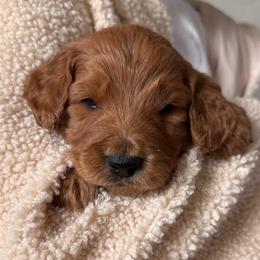 Hazel - Chocolate female Goldendoodle puppy in Pasco, Washington from Elm Road Farms