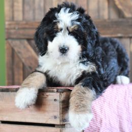 Bernedoodle Puppies from Richardville Hunde