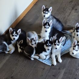 Siberian Huskies from Blue Star Siberians