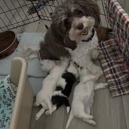 COOKIE - Havanese